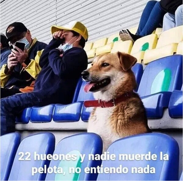 Meme_otros - Un perro viendo fútbol