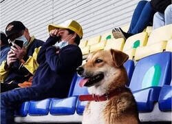 Enlace a Un perro viendo fútbol