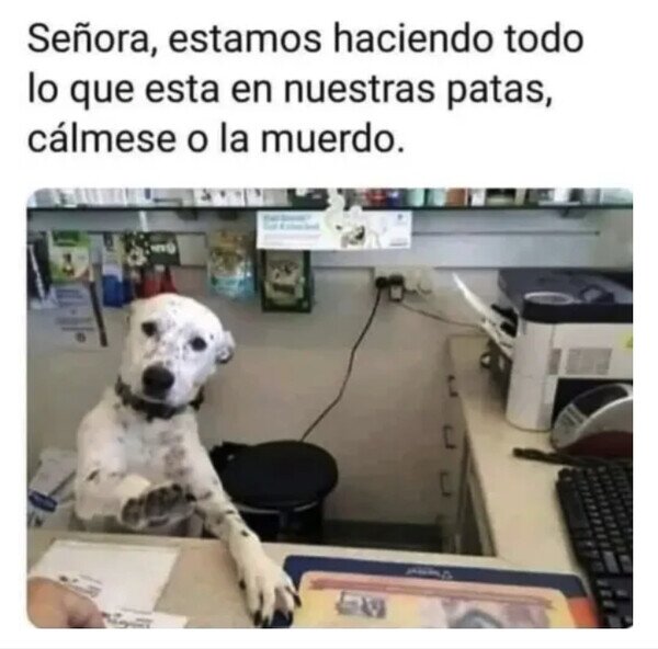 Meme_otros - Perro de Atención al Cliente