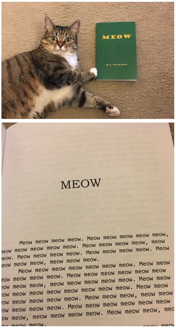 gato,libro,meow,miau