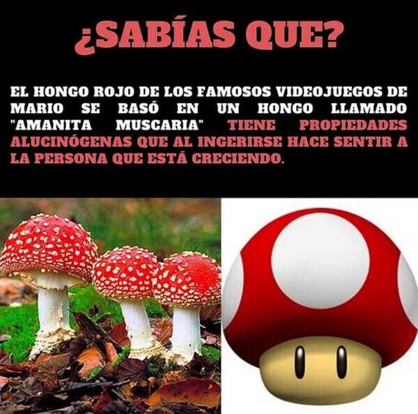 Meme_otros - ¿La seta de Mario es real?