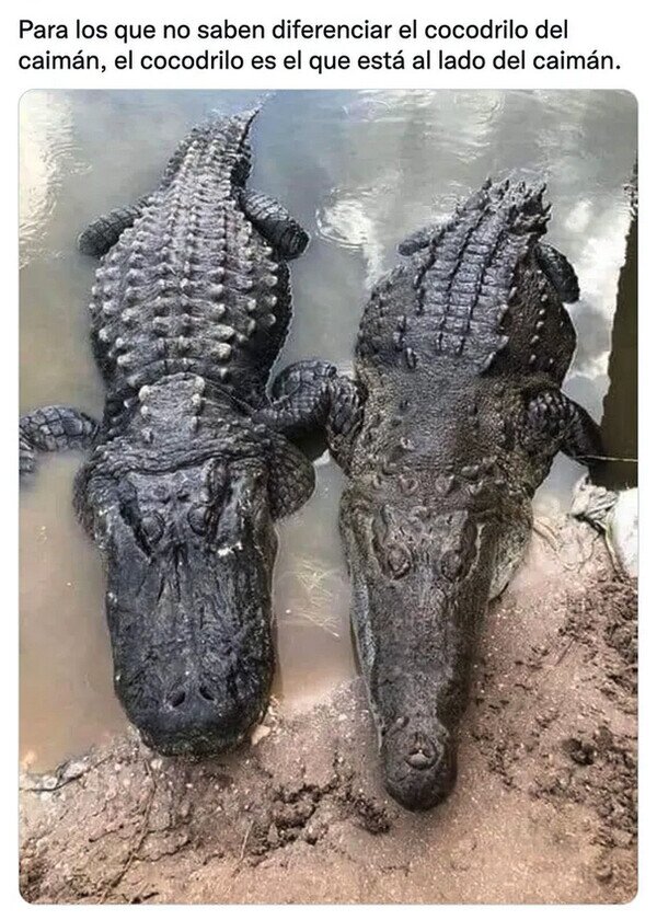 caimán,cocodrilo,diferencias