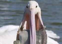 Enlace a Pelicanos delincuentes