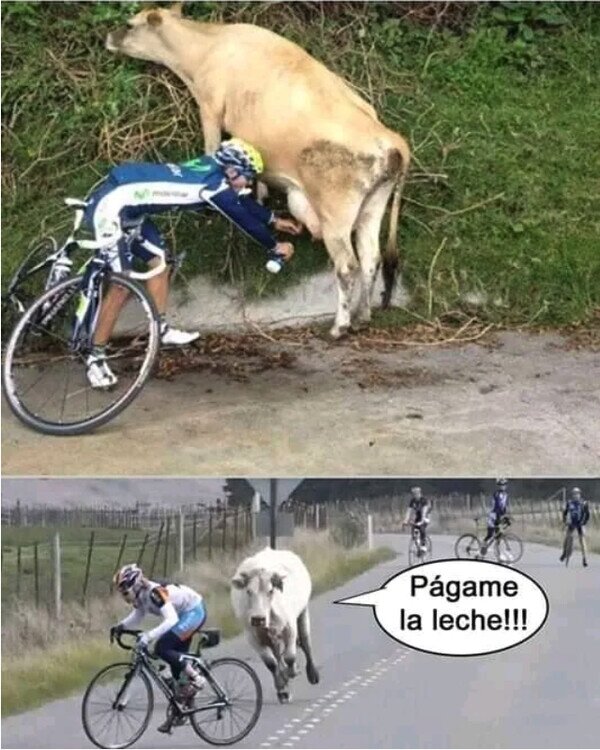 Meme_otros - Vacas y ciclistas