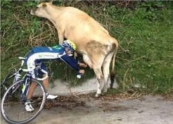 Enlace a Vacas y ciclistas