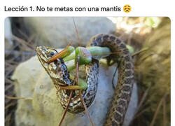 Enlace a Nunca confíes en una mantis