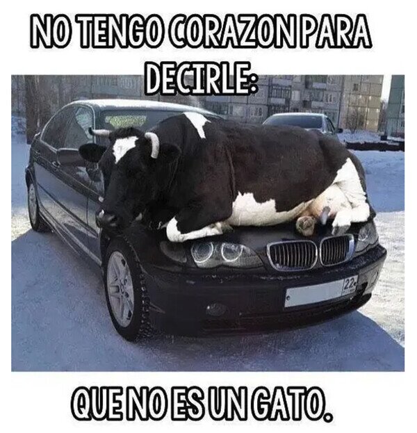 animal,coche,encima,gato,vaca