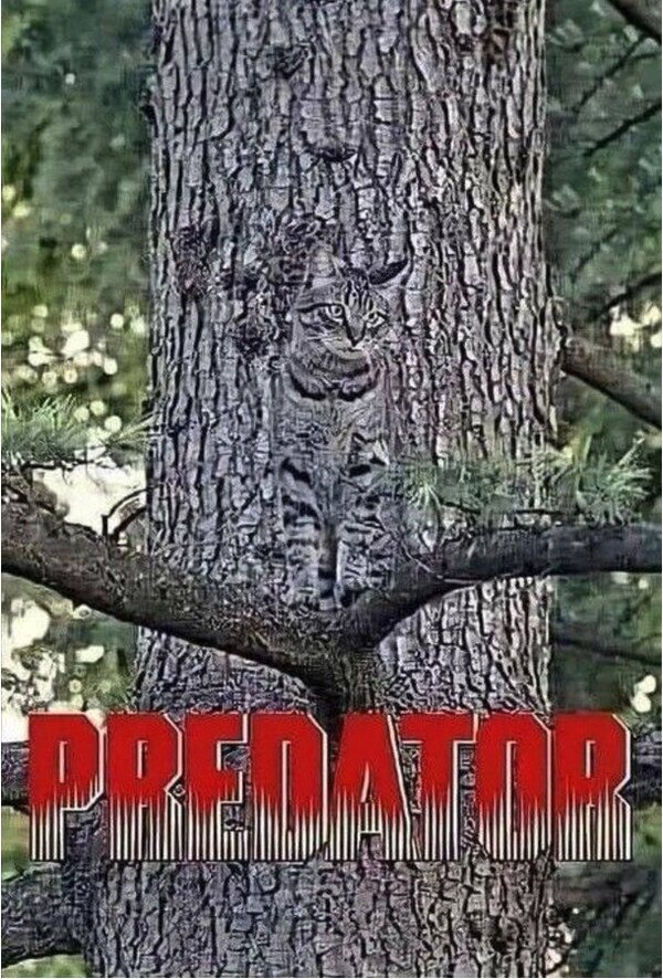 árbol,camuflaje,gato,predator