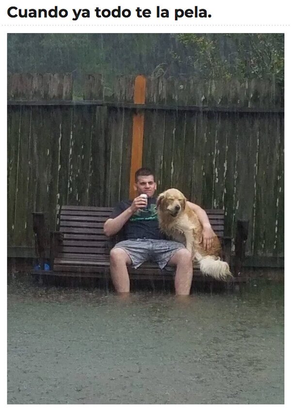 igual,lluvia,perro