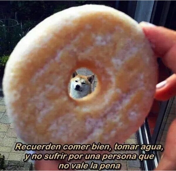agujero,consejo,donut,perro