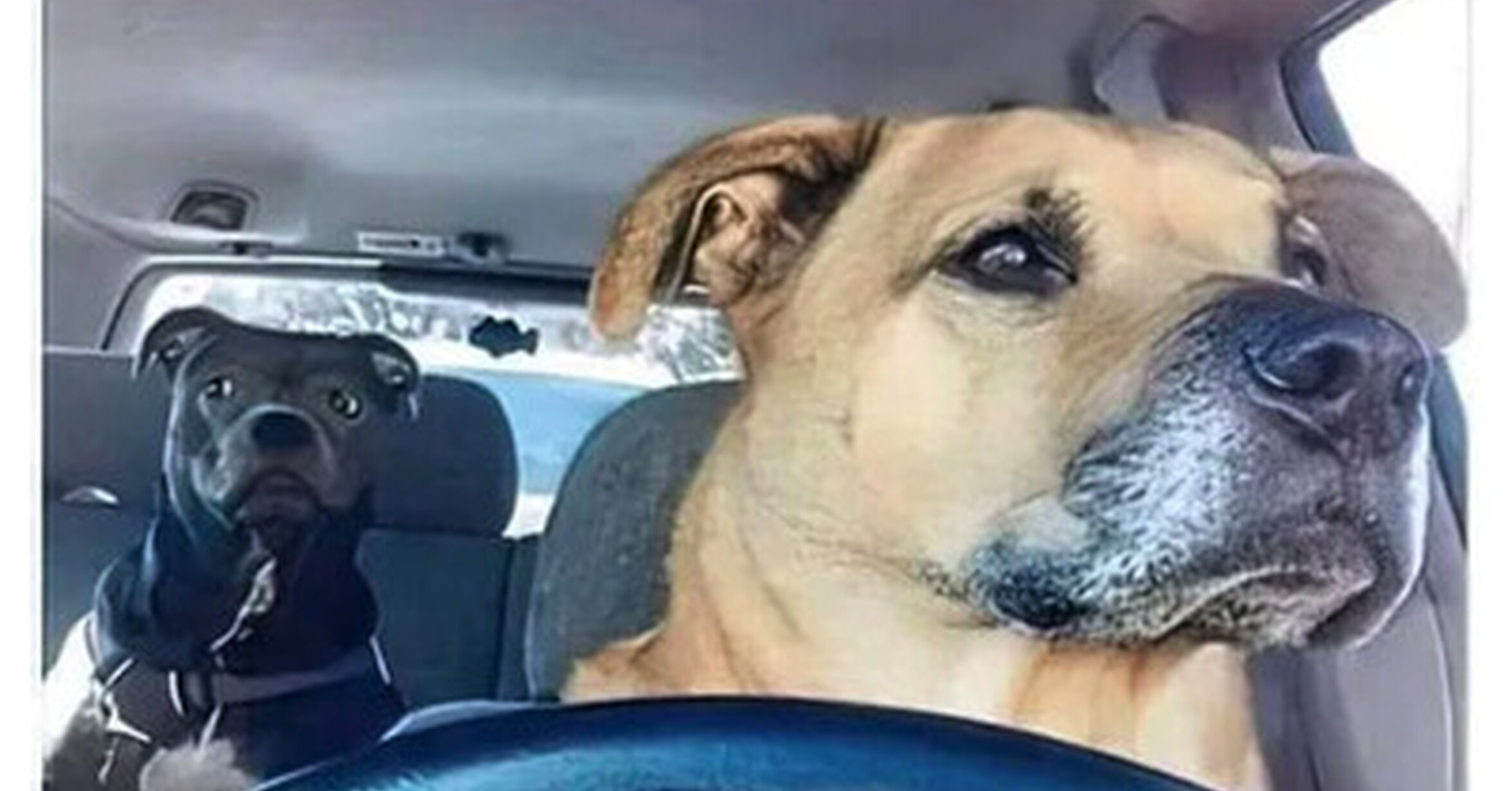 Cuánto cabrón / Uber Dogs