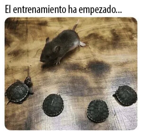 entrenamiento,rata,tortugas,tortugas ninja
