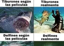 Enlace a Tiburones & Delfines