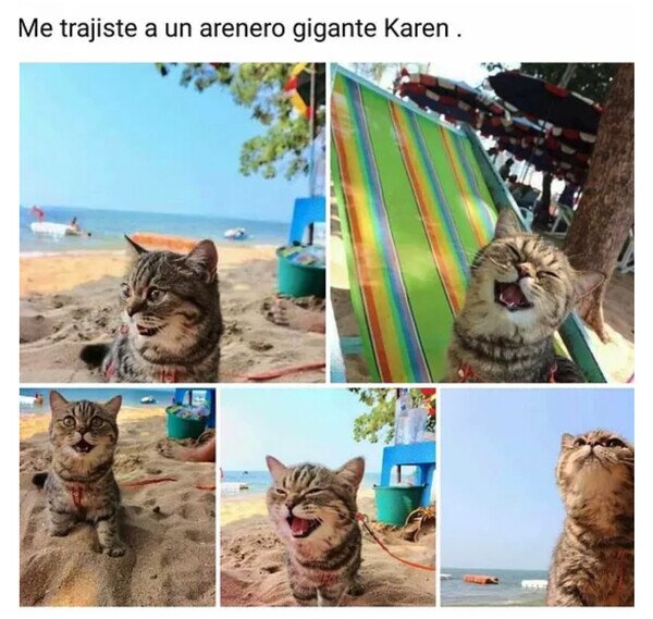 Otros - Gatos cuando los llevas a la playa