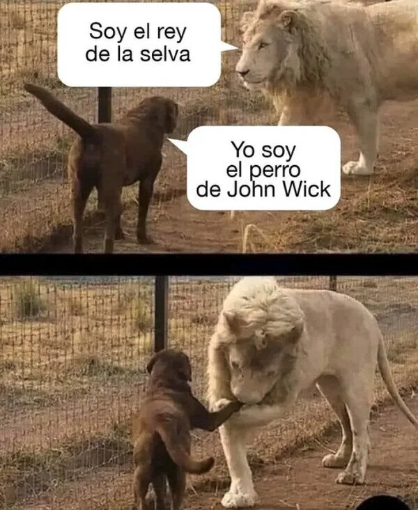 animales,John Wick,león,perro