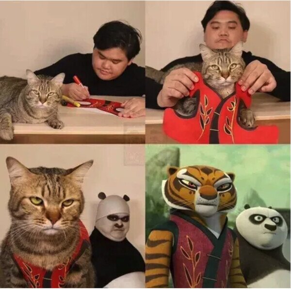 cosplay,gato,Kung Fu Panda,lowcost,tigre