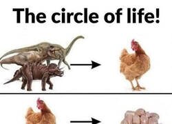 Enlace a El ciclo de la vida