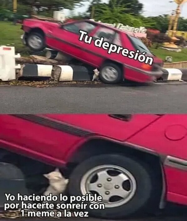 coche,depresión,gato,meme