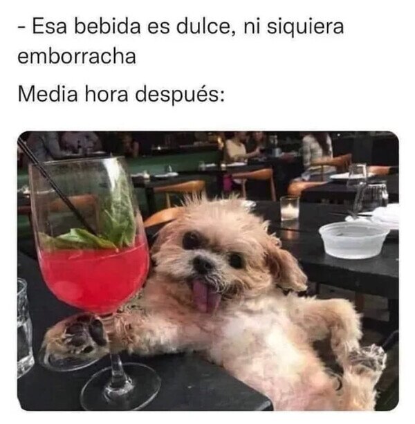alcohol,beber,borracho,perro