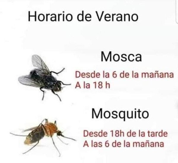 horario,moscas,mosquitos,verano