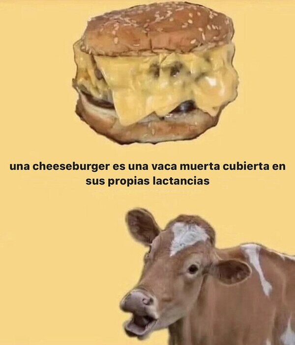 cheeseburger,comida,lactancias,muerta,queso,vaca