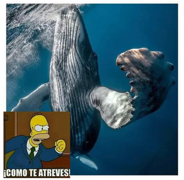 Otros - La ballena vengativa