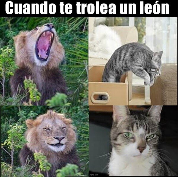 gato,león,trolear