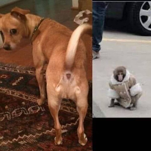 Meme_otros - ¿Por qué hay un mono en el culo de mi perro?
