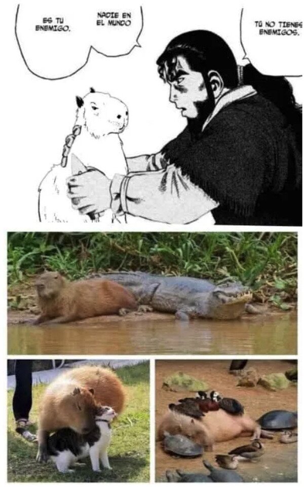 Meme_otros - Los capibara no tienen enemigos