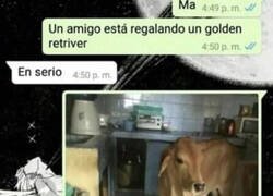 Enlace a ¿Un Golden Retriever?