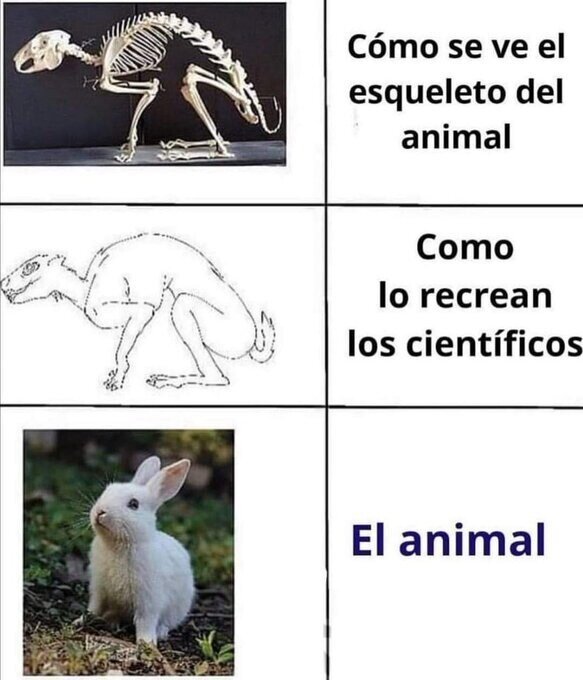 animal,científicos,conejo,esqueleto