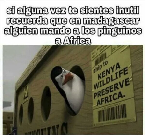 África,enviar,inutil,Madagascar,mandar,pingüinos