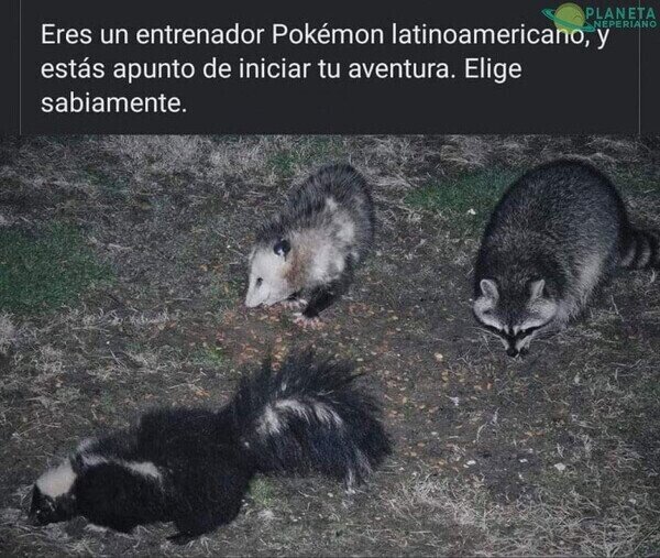 Meme_otros - Poké-Aventura: Cazando pokemons versión latina
