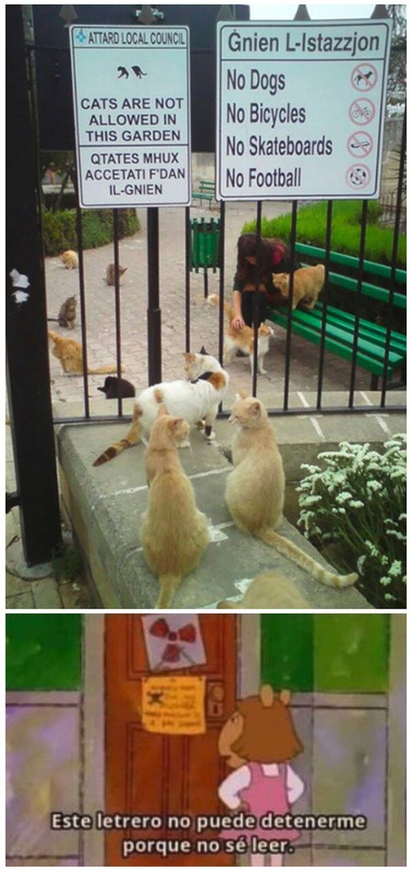Meme_otros - Los gatos no pueden obedecer a un cartel
