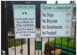 Enlace a Los gatos no pueden obedecer a un cartel