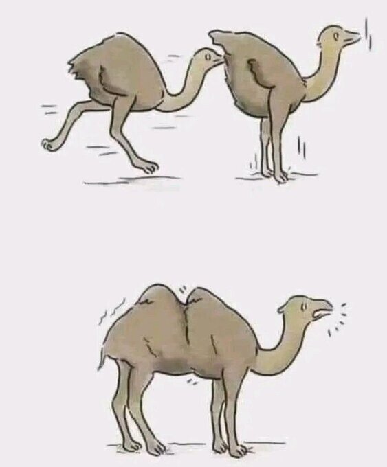 Meme_otros - Así nacen los camellos
