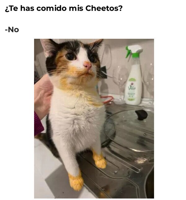 cheetos,comer,gato