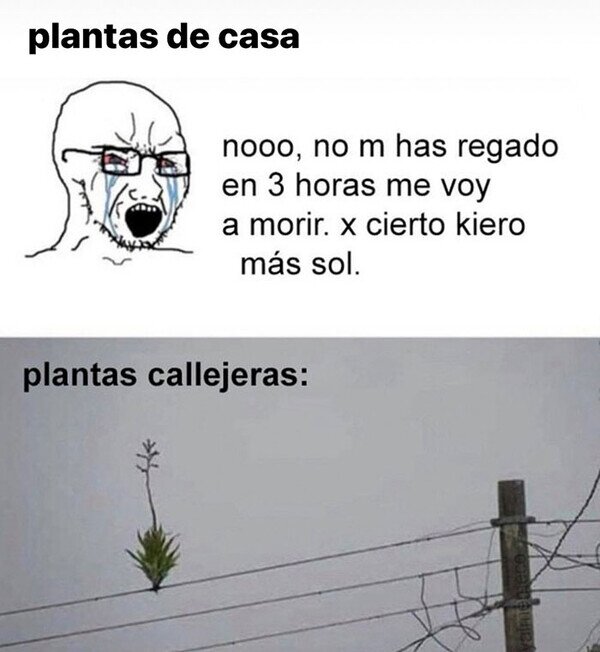 Meme_otros - Plantas en casa vs plantas callejeras