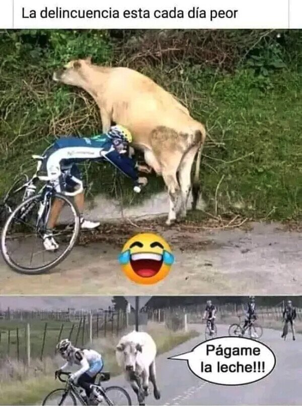 Meme_otros - Vacas robadas por ciclistas