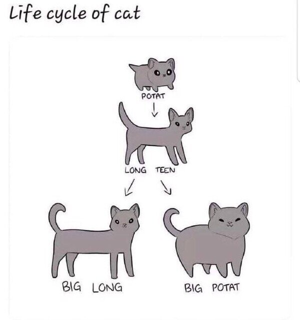 Meme_otros - El ciclo vital de un gato