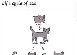 Enlace a El ciclo vital de un gato