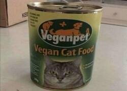Enlace a La comida de gato vegana que los gatos odiarán