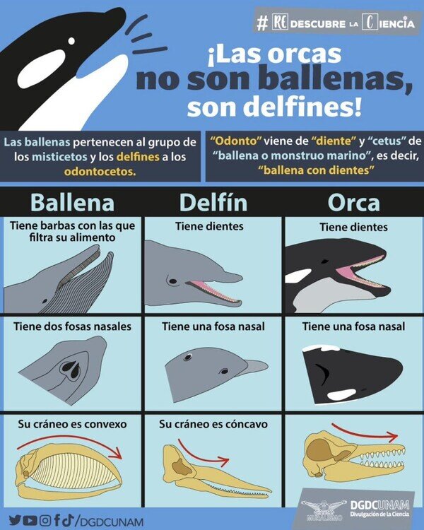 Meme_otros - Las orcas son delfines