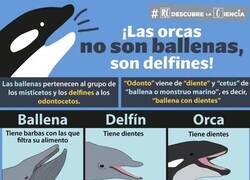 Enlace a Las orcas son delfines