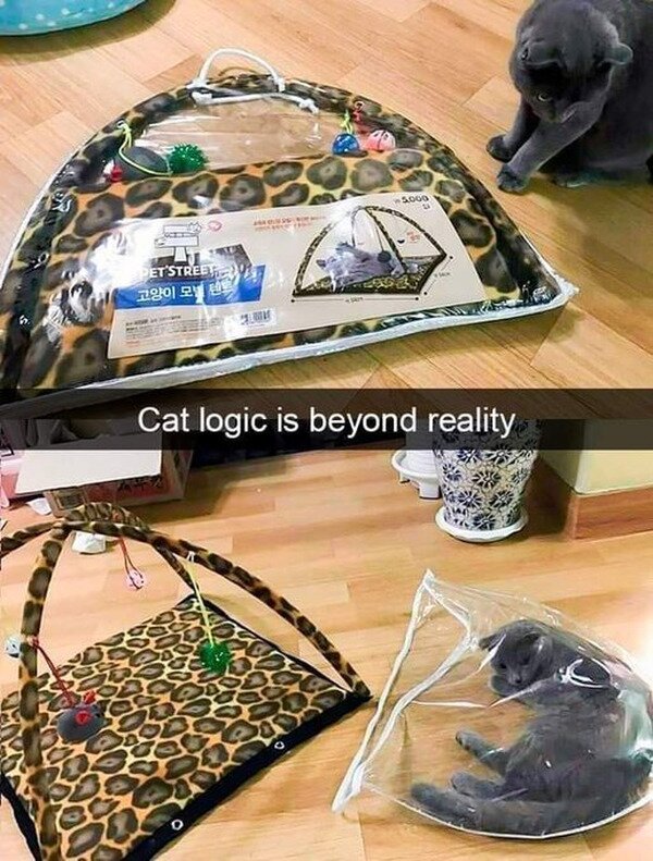 bolsa,gatos,lógica