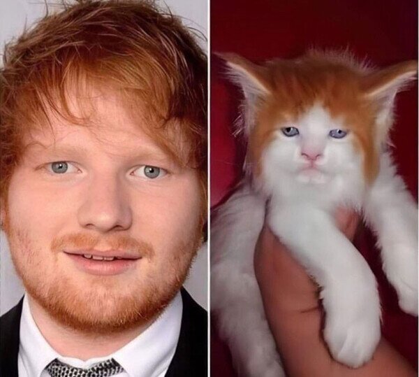 Ed Sheeran,gato,parecidos