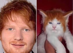 Enlace a Cat Sheeran