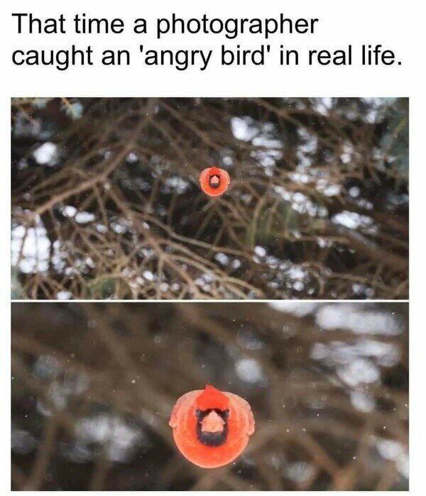 Otros - Angry Birds en la vida real