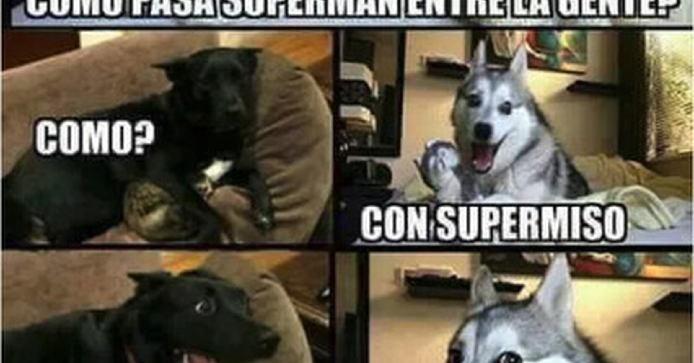 chistes de perros del otro lado
