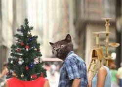 Enlace a Se acerca la Navidad y tu gato lo sabe